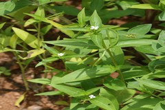 Catharanthus pusillus